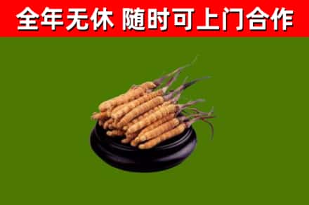 雨城回收冬虫夏草